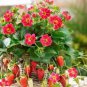 Tristan F1 Strawberry 200 Seeds