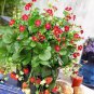Tristan F1 Strawberry 200 Seeds