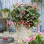 Tristan F1 Strawberry 200 Seeds