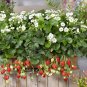 Tristan F1 Strawberry 200 Seeds