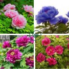 Rare Heirloom Mixed 9 Colors Luo Yang Peony Plant Flower 30 Seeds