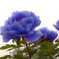 Rare Heirloom Mixed 9 Colors Luo Yang Peony Plant Flower 30 Seeds