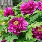 Rare Heirloom Mixed 9 Colors Luo Yang Peony Plant Flower 30 Seeds