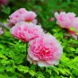 Rare Heirloom Mixed 9 Colors Luo Yang Peony Plant Flower 30 Seeds