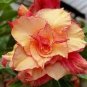 Adenium Seeds Double Flowers Desert Rose Golden Flowers 4 Seeds