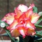 Adenium Seeds Double Flowers Desert Rose Golden Flowers 4 Seeds