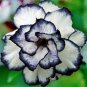Desert Rose Adenium Black White Single Petal Flowers 4 Seeds
