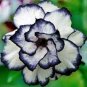 Desert Rose Adenium Black White Single Petal Flowers 4 Seeds