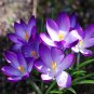 Garden Courtyard Evergreen Shrub Plants Crocus Sativus 200 Seeds