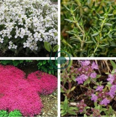 Creeping Thyme  White Red Available 200  Seeds