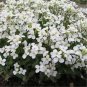 Creeping Thyme White Red Available 200 Seeds