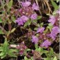 Creeping Thyme White Red Available 200 Seeds