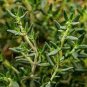 Creeping Thyme White Red Available 200 Seeds