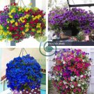 Hanging Petunia Flower Dark Blue Color 400 Seeds