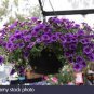 Hanging Petunia Flower Dark Blue Color 400 Seeds