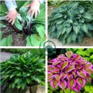 Hosta  Rose Pink Leaves 400 Seeds