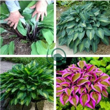 Hosta  Rose Pink Leaves 400 Seeds