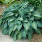 Hosta Rose Pink Leaves 400 Seeds