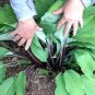 Hosta Rose Pink Leaves 400 Seeds