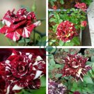 Dragon Striped Rose Flower 60 Seeds