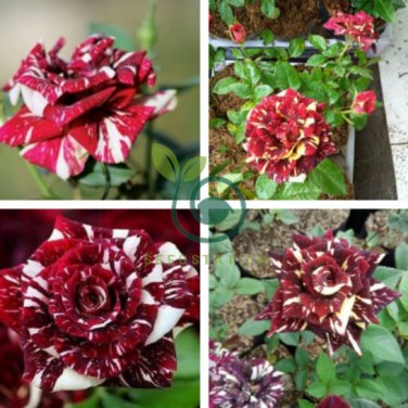 Dragon Striped Rose Flower 60 Seeds
