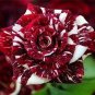 Dragon Striped Rose Flower 60 Seeds