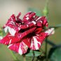 Dragon Striped Rose Flower 60 Seeds