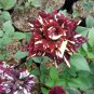 Dragon Striped Rose Flower 60 Seeds