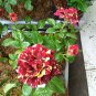 Dragon Striped Rose Flower 60 Seeds