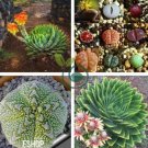 Rare Succulent Planter 1000 Seeds