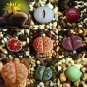 Rare Succulent Planter 1000 Seeds