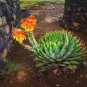 Rare Succulent Planter 1000 Seeds