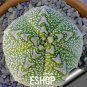 Rare Succulent Planter 1000 Seeds