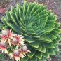 Rare Succulent Planter 1000 Seeds