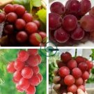 Pink Hongti Grape Organic 200 Seeds