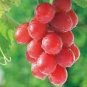 Pink Hongti Grape Organic 200 Seeds