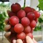 Pink Hongti Grape Organic 200 Seeds