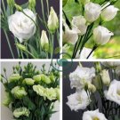 Greenish White Eustoma Grandiflorum 400 Seeds