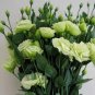 Greenish White Eustoma Grandiflorum 400 Seeds