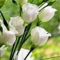 Greenish White Eustoma Grandiflorum 400 Seeds