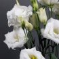Greenish White Eustoma Grandiflorum 400 Seeds