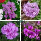 'Precision Amethyst' Ivy Geranium Plant 20 Seeds