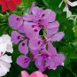'Precision Amethyst' Ivy Geranium Plant 20 Seeds