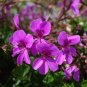 'Precision Amethyst' Ivy Geranium Plant 20 Seeds