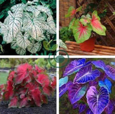 Colorful Caladium Dwarf Bonsai Plant Burnt 400 Seeds