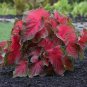 Colorful Caladium Dwarf Bonsai Plant Burnt 400 Seeds