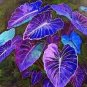 Colorful Caladium Dwarf Bonsai Plant Burnt 400 Seeds