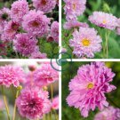 Geranium Japanese Sakura White & Light Pink Big Blooms Flower 20 Seeds