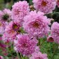 Geranium Japanese Sakura White & Light Pink Big Blooms Flower 20 Seeds