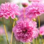 Geranium Japanese Sakura White & Light Pink Big Blooms Flower 20 Seeds